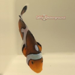 Mocha Gladiator/Davinci Clownfish (Ocellaris)