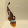 Mocha Gladiator/Davinci Clownfish (Ocellaris)