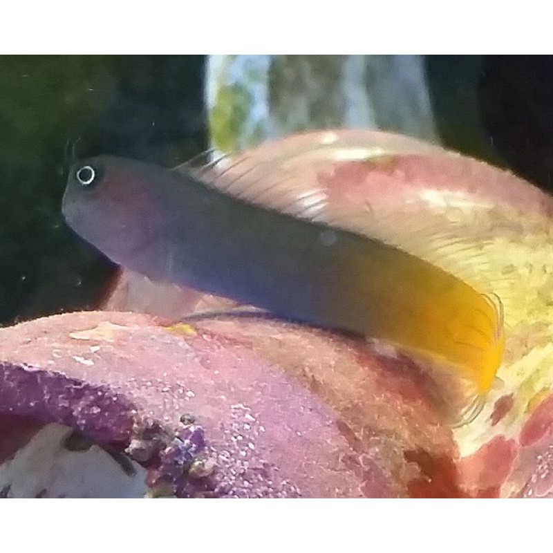 Bicolor Blenny (Ecsenius bicolor)