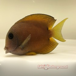 Blue Eyed Kole Tang (Ctenochaetus binotatus)
