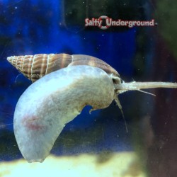 Nassarius Snail   X-Large (Nassarius sp.)