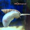 Nassarius Snail   X-Large (Nassarius sp.)