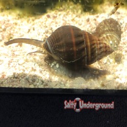 Nassarius Snail   X-Large (Nassarius sp.) 2