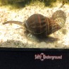 Nassarius Snail   X-Large (Nassarius sp.) 2
