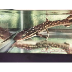 Marble Cat Shark (Atelomycterus macleayi)