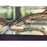 Marble Cat Shark (Atelomycterus macleayi)