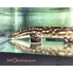Marble Cat Shark (Atelomycterus macleayi)