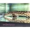 Marble Cat Shark (Atelomycterus macleayi)