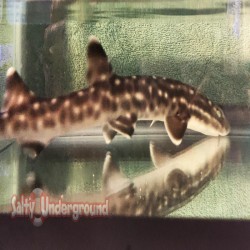 Marble Cat Shark (Atelomycterus macleayi)