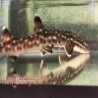 Marble Cat Shark (Atelomycterus macleayi)
