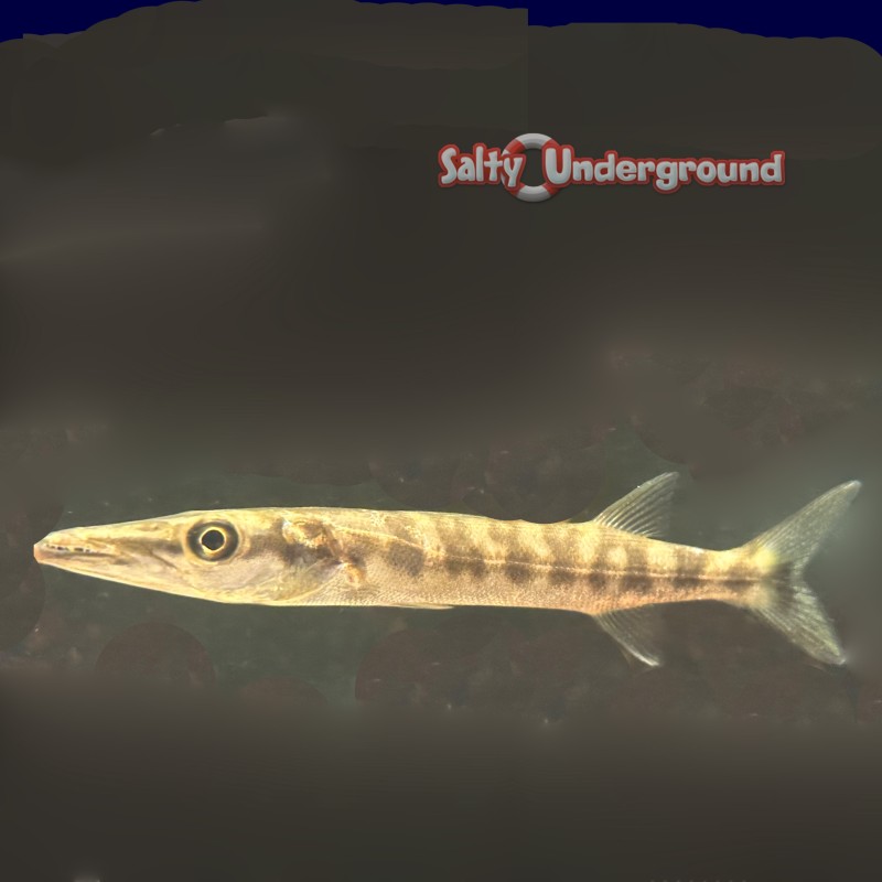 Barracuda (Sphyraena barracuda)