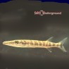 Barracuda (Sphyraena barracuda)