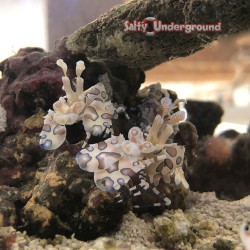Harlequin Shrimp (Hymenocera picta)