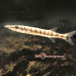 Barracuda (Sphyraena barracuda)