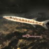 Barracuda (Sphyraena barracuda)