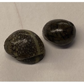 Virgin Nerite (Neritina virginea)