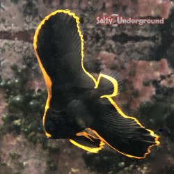 Pinnatus Batfish