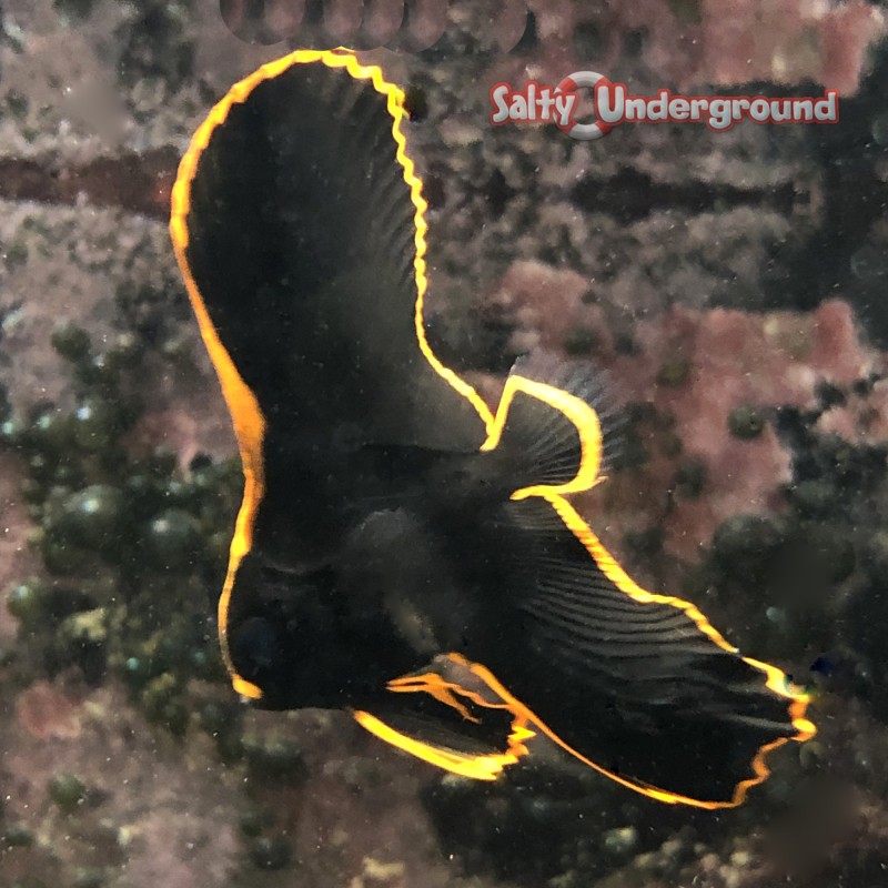 Pinnatus Batfish