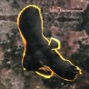 Pinnatus Batfish