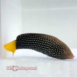 Yellow Tail Tamarin Wrasse...