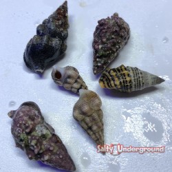 Cerith Snail (Cerithium...