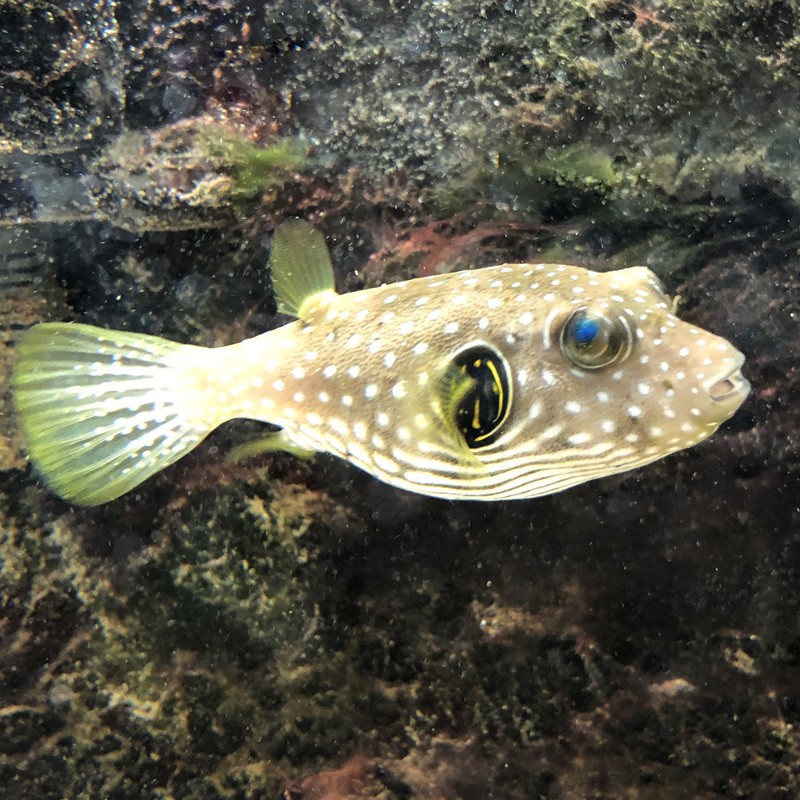 Stars and Stripes Pufferfish (Arothron hispidus) Larger