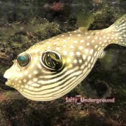 Stars and Stripes Pufferfish (Arothron hispidus) Larger