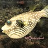 Stars and Stripes Pufferfish (Arothron hispidus) Larger
