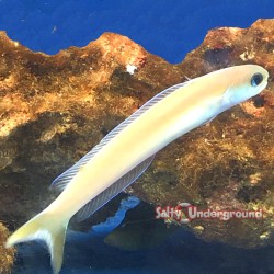 Dusky Tilefish (Hoplolatius...