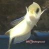 Dusky Tilefish (Hoplolatius cuniculus)