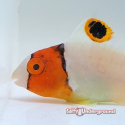 Bicolor Parrotfish (Cetoscarus bicolor)