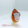 Bicolor Parrotfish (Cetoscarus bicolor)