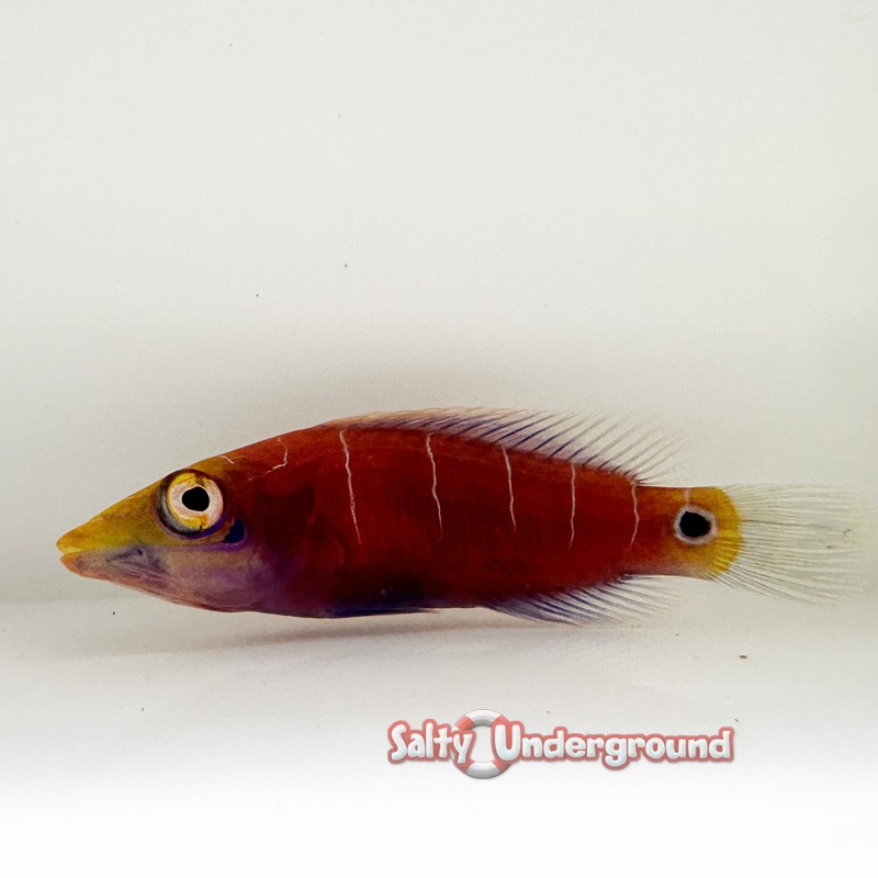 Mystery Wrasse