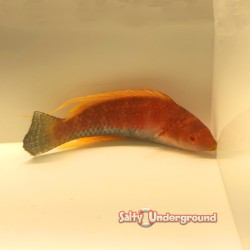 Tonozu Fairy Wrasse (Cirrhilabrus Tonozukai)