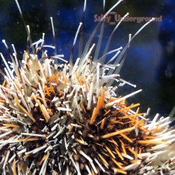 Orange Spine Halloween Collector Urchin (tripneustes gratilla)