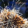 Orange Spine Halloween Collector Urchin (tripneustes gratilla)