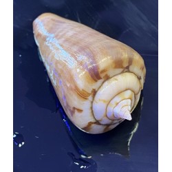 Tiger Sand Conch (Strombus sp.)
