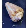 Tiger Sand Conch (Strombus sp.)