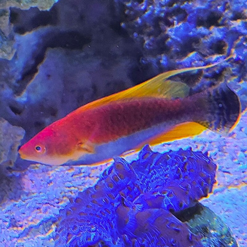 Tonozu Fairy Wrasse (Cirrhilabrus Tonozukai)