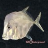 Lookdown (Selene Vomer)  Captive Bred