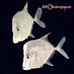 Lookdown (Selene Vomer)  Captive Bred