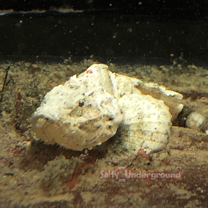 Common Stonefish (Synanceia Verrocosa)