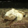 Common Stonefish (Synanceia Verrocosa)