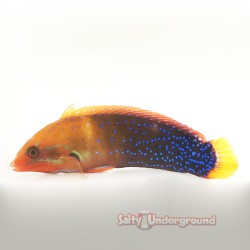 Red Coris Wrasse (Adult)