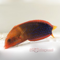 Red Coris Wrasse (Adult)