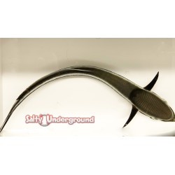 Remora (Eastern Asia) top down