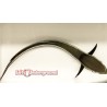 Remora (Eastern Asia) top down