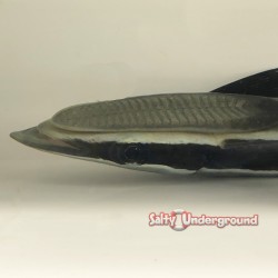 Remora (Eastern Asia) side close