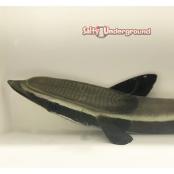 Remora (Eastern Asia) side half