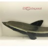 Remora (Eastern Asia) side half